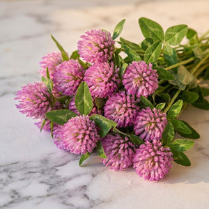 Red Clover